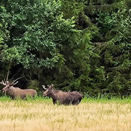 Amazing In Braskereidfoss With Wifi Appartamento Skara
