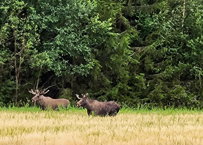 Amazing In Braskereidfoss With Wifi Appartamento Skara